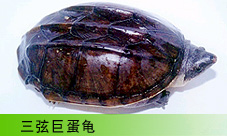  Ҿ޵